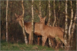 <p>JELEN LESNÍ (Cervus elaphus) Šluknovsko - Valdek /Red deer - Rothirsch/</p>